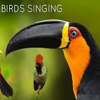 Brazilian Birds Radio